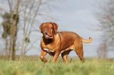 DOGUE DE BORDEAUX 137